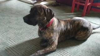 Dogo Canario  8 months old Presa Canario  Young Dog  Puppy [upl. by Guevara]