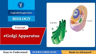 Golgi Apparatus Structure and Function Explained logicalimagination1 [upl. by Tonina]