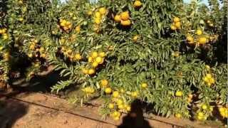 20130103 Plantacion Gold Nugget de 3 años el Lepe Huelva [upl. by Ingold]