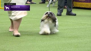 Havanese  Breed Judging 2023 [upl. by Clawson]