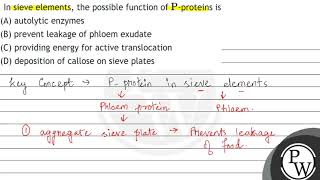 In sieve elements the possible function of \ \mathrmP \proteins is A autolytic enzymes [upl. by Ignatz]