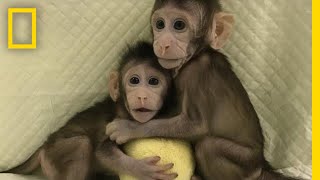 Meet the First Monkey Clones Of Their Kind  National Geographic [upl. by Mae]