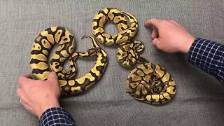 Identifying Orange Dream Enchi Yellowbelly Combos [upl. by Anitsyrhk]