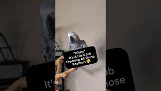 Bird Exhausted From Preening Feathers 🤣 pets animals birds talkingparrot parrot funny cute [upl. by Arza801]