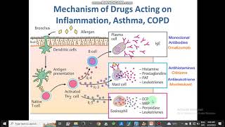 Mechanism of Respiratory Drug Action AntitussiveBranchodilatorsAsthmaCOPDExpectorants pharmacy [upl. by Einohpets]