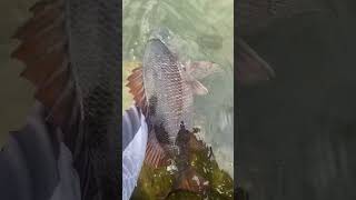 55cm mangrove Jack release fishing goldcoastfishing mangrovejack [upl. by Cosimo]