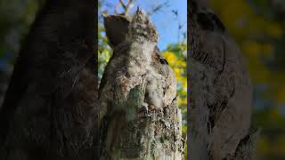 Rare UpClose Sighting of a Mother and a Young Urutau Bird [upl. by Zales]