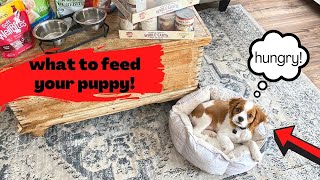 WHAT TO FEED A NEW CAVAPOO PUPPY  What I fed first few months plus treats and chews [upl. by Charmion]