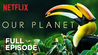 Our Planet  Forests  FULL EPISODE  Netflix [upl. by Alverta]