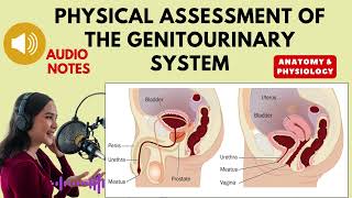 Physical Assessment of the Genitourinary System Anatomy and physiology audio notes [upl. by Demaria]