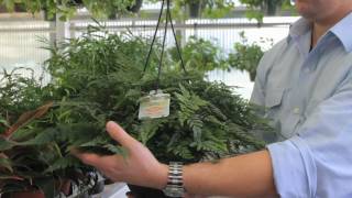 Exotic Angel Plants How to Choose the Best Indoor Plant [upl. by Twelve]