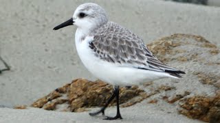 Sanderling [upl. by Casandra17]