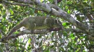 Green Ringtail Possum Pseudochirulus archeri [upl. by Eustis]