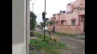 BULL MASTIFF dog attack [upl. by Duwe]