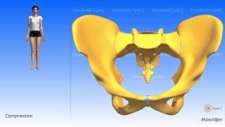 Arthrology of the pelvis the symphysis pubis [upl. by Tremaine]