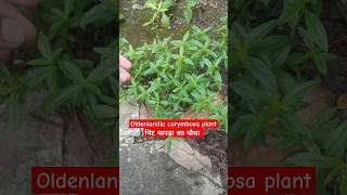 Oldenlandia corymbosa  पिट पापड़ा का पौधा oldenlandia pitpapda gardening botony [upl. by Zeke]