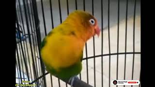 Lovebird Jantan Manapun Akan Cepat DOBELAN Dengan Masteran Lovebird Jantan Minor Ini [upl. by Biagio965]