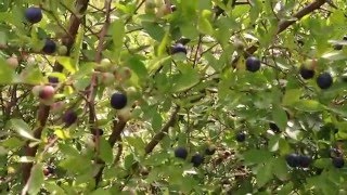 Huckleberries Vaccinium elliottii [upl. by Eytteb]