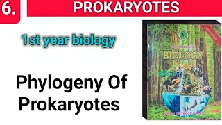 Phylogeny Of Prokaryotes  Prokaryotes  Chap 6 Class 11 Bio [upl. by Liddie]