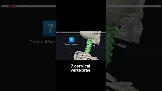 Vertebral Column Overview [upl. by Nileuqcaj288]