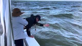 Woman Catches Holds amp Releases Shark [upl. by Milurd163]