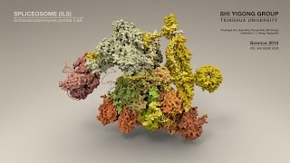 Structure of a Spliceosome Molecular Framework for Understanding PremRNA Splicing [upl. by Schnurr842]