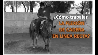 Arrendando Caballos  V17 ¿Cómo trabajr la Flexión Enanca en línea recta sin Barda [upl. by Sofer]