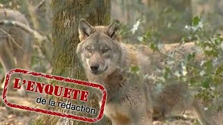 Eleveurs et chasseurs autorisée a réguler les loups [upl. by Olympie550]