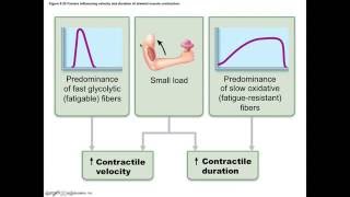 Chapter 97 Factors of Muscle Contraction BIO201 [upl. by Eirased975]