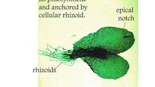 Pteropsida Life Cycle of Nephrolepis [upl. by Kruter136]