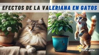 😼ASOMBROSOS EFECTOS DE LA VALERIANA EN LOS GATOS 🌸👉¿GATOS DROGADOS [upl. by Ketty]