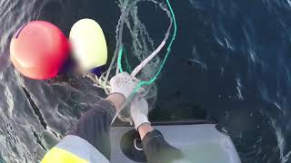 NOAA footage of rescuers helping entangled whales [upl. by Anipsed]