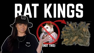 Real Cryptids RAT KINGS [upl. by Neeuq]