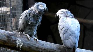 Warszawskie ZOO  Żako  Congo African Grey Parrot  Psittacus erithacus erithacus [upl. by Kloster]