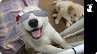 Dog Wearing Google Glasses  Google Glass Parody  Petody [upl. by Ladnek581]