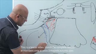 Pterygopalatine Fossa  Neuroanatomy [upl. by Senzer]