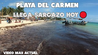 PLAYA DEL CARMEN🚨HOY 2 MARZO 2024  PLAYA MAMITAS SARGAZO ULTIMA HORA [upl. by Alf]