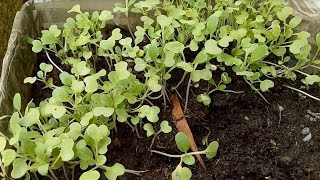 BEST WAY OF GROWING PETSAY PECHAY OR BOK CHOY FROM SEEDS [upl. by Mourant]