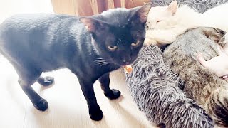 Babykatzen – Zusammenstellung süßer und lustiger Katzenvideos – lustigstes Tiervideo [upl. by Kramer]