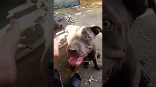 Puppy Blogs Bluenose Pitbull puppy enjoys eating cherries 🍒 [upl. by Yessej]