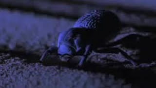 Desert Insects Scorpions and Snakes Use Special Skills to Survive  BBC Studios [upl. by Craggie]