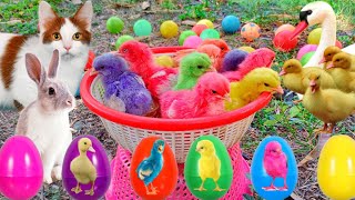 Catch Cute Chickens Colorful Chickens Rainbow Chicken Rabbits Cute CatsDucksAnimals Cute 67 [upl. by Akinnej90]