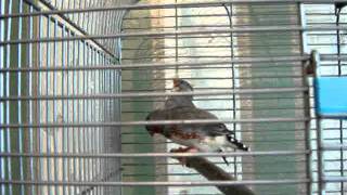 Zebra finches playing [upl. by Stralka]