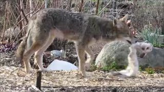 Coyote Digs Up Rabbit Remains Then Eats The Whole Thing [upl. by Vickie356]