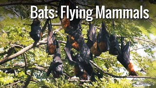 Bats Flying Mammals  Natures Pest Controlling Agent [upl. by Tamma]