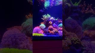 Happy Tank Happy Life reeftank coraltank aquarium saltwateraquarium fish coral reef2reef [upl. by Lajib921]