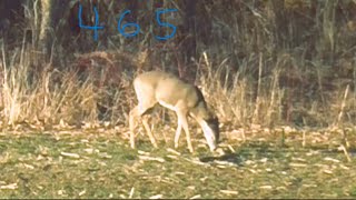 Long Range 6mm Creedmoor PA Deer Hunt [upl. by Cirred527]