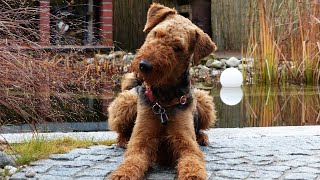 Airedale Terriers Skin Care Tips for Keeping Your Dog Healthy [upl. by Uot]