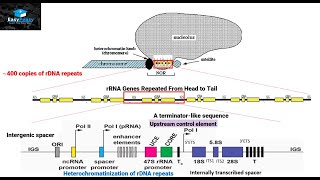 Biogenesis of Ribosomes in Eukaryotes [upl. by Nyliak]