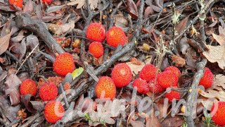 El árbol madroño o 🌷 Arbutus Unedo 🌷 [upl. by Eerbua]